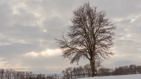 Winter landscape, timelapse of flying clouds above lonely tree. Timelapse Stock Footage 71773232