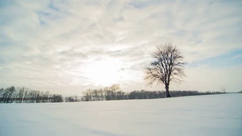 Winter landscape, timelapse of flying clouds above lonely tree with sun rays Video stock 72853474