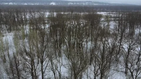 Winter landscape top view. Bare trees and snow. Drone view. Stock Footage 234088034