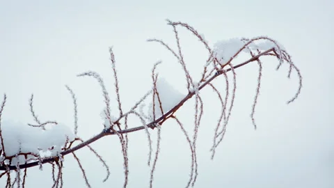 Winter landscape. Tree branch in the snow close-up. Stock Footage 232230179