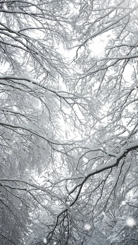 Winter landscape with tree branches and falling snow, snowy weather Stock Footage 257800814