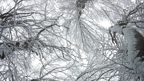 Winter landscape with tree branches and falling snow, snowy weather, 4K video Stock Footage 257800821