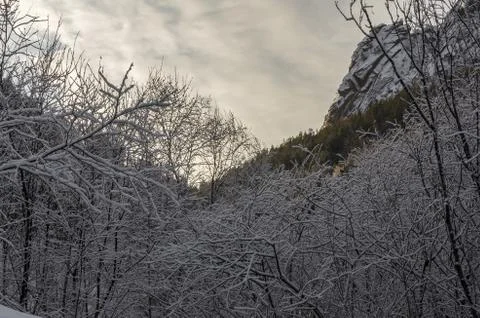 Winter landscape tree branches covered with frost Stock Photos
