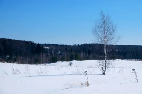Winter landscape with a tree on the field Stock Photos