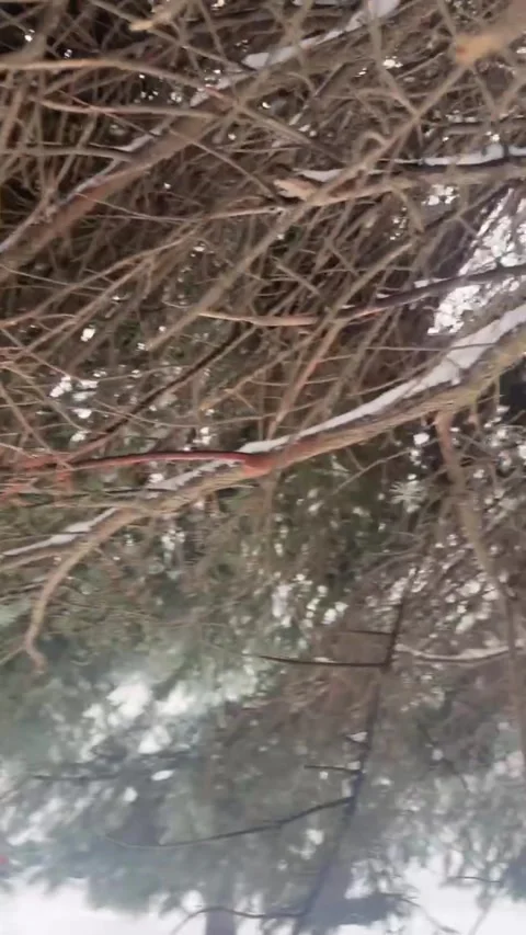 Winter landscape with tree Stock Footage 327649348