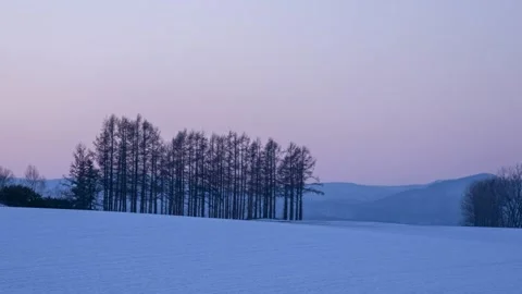 Winter Landscape With Tree Grove and Snowy Field Stock Footage 339596483