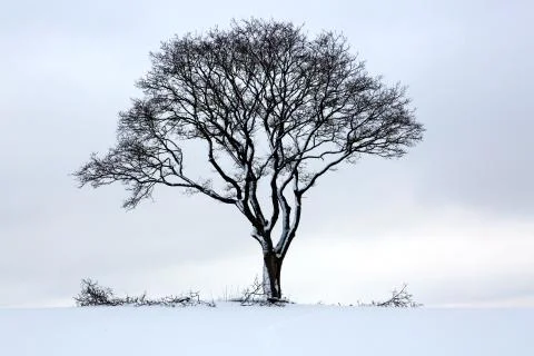 Winter landscape with tree. Stock Photos