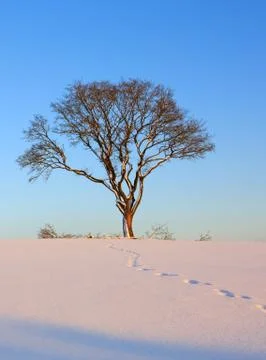 Winter landscape with tree. Stock Photos