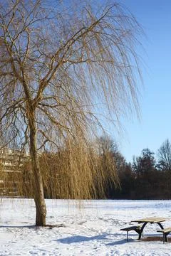 Winter landscape with tree Foto stock