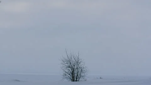 Winter landscape of a tree on the snow-covered Baltic sea 스톡 동영상 171308481