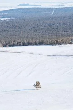 Winter landscape, a tree stand alone on white snow field with forest Stock Photos