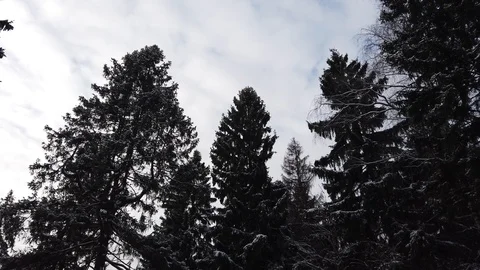 Winter landscape with trees and sky Stock-Footage 123992102