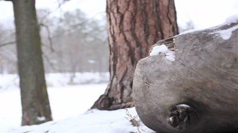 Winter landscape with  trees and snow  . 4K ( 4096x2304). Motorized slider   sho Stockbeeldmateriaal 44890928