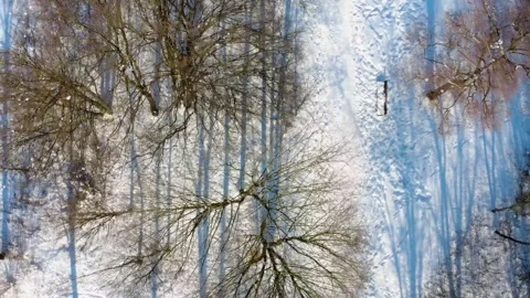 Winter Landscape With Trees and Snowy Ground in a Park During Daytime Stock Footage 327908813