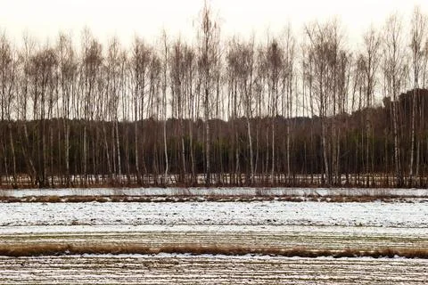 Winter landscape with trees as a background. Stock Photos
