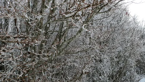 Winter landscape with trees covered by the snow Stock Footage 123287690