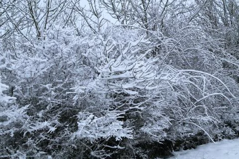 Winter landscape with trees covered in white snow Stock Photos