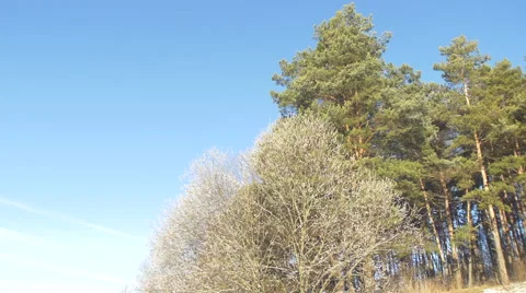 Winter landscape with trees falling snowflakes Видео 61440919