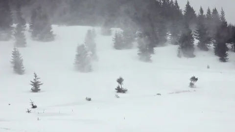Winter landscape trees in heavy blizzard Stock Footage 104869209