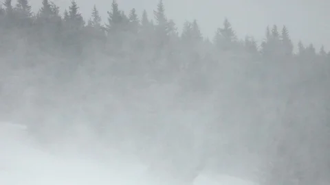 Winter landscape trees in heavy blizzard Stock Footage 104869396