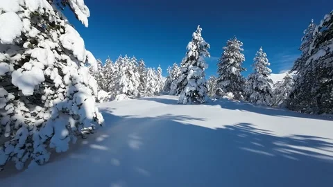 Winter landscape, trees laden with snow. Stock Footage 231239778