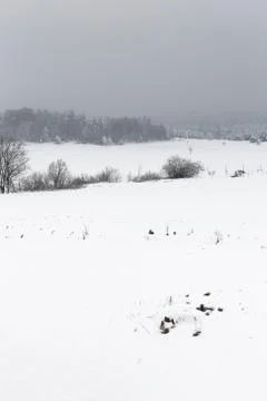 Winter landscape with trees Foto stock