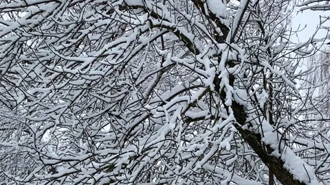Winter landscape. trees in the snow. branches shake in the wind Video stock 169716520