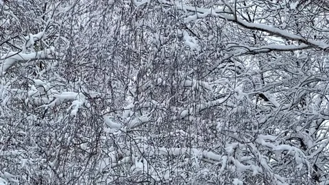 Winter landscape. trees in the snow. branches shake in the wind Stock Footage