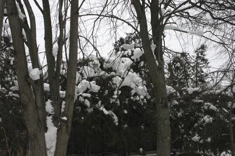 Winter landscape trees in the snow on a cloudy day, nature series Stock Photos