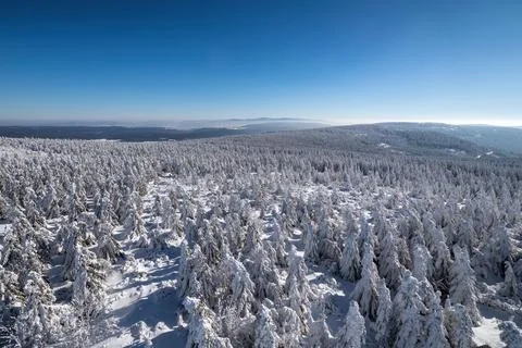 Winter landscape with trees under the snow. Winter scenery Stock Photos