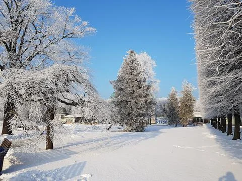 Winter landscape with trees on which the branches are covered with fluffy hoa Stock Photos