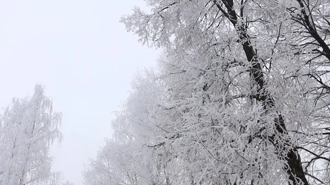 Winter landscape, trees in white fluffy frost in bitter cold. Video stock 100516174