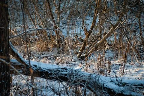 Winter landscape with the trunk of a fallen tree in snow Stock Photos