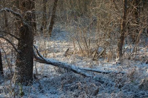 Winter landscape with the trunk of a fallen tree in snow Stock Photos