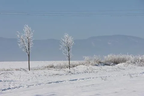 Winter landscape with two young trees coated in frost standing in a snow-covered Stock Photos