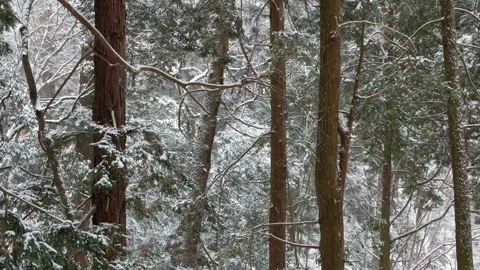 Winter landscape view with pine trees forest on mountain covered with snow .. Stock Footage 275671349