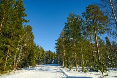 A winter landscape view of pine trees with branches filled with snow before C Stock Photos
