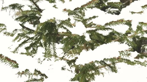 Winter landscape, view of a snow-covered Christmas tree 스톡 동영상 301914794