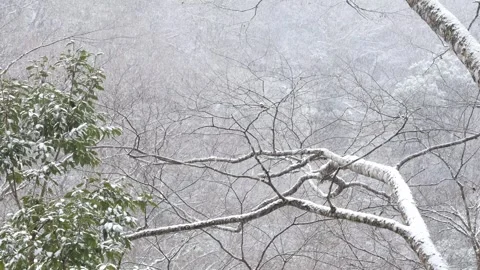 Winter landscape view snow falling at trees forest on mountain covered with.. Stock Footage 276369662