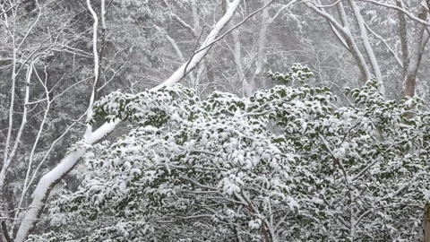 Winter landscape view snow falling at trees forest on mountain covered with.. 스톡 동영상 278264192