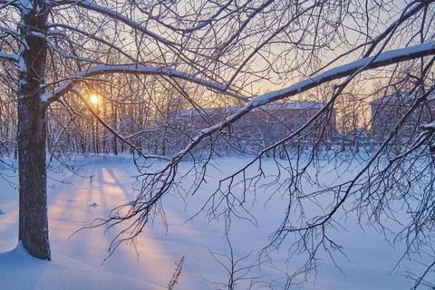 Winter landscape. View of the trees in the snow after a heavy snowfall on a s Stock Photos