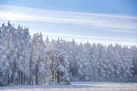 Winter landscape with white forest Stock Photos