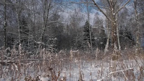 Winter Landscape, White Snow-Covered Field And Forest 스톡 동영상 84654665