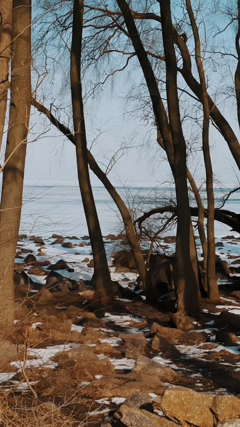 Winter landscape. winter forest. bare tree wood is near the river, on a sunny Stock Footage 312386913