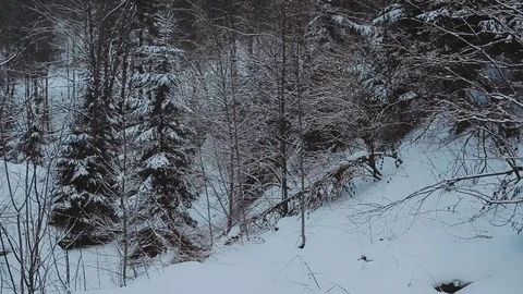 Winter landscape. Winter forest. winter landscape, background, space. landscape Vídeo Stock 72409038