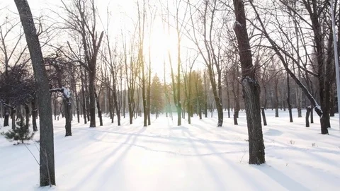 Winter landscape. Winter park 스톡 동영상 73003058