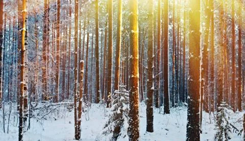 Winter landscape .Winter scene Foto stock