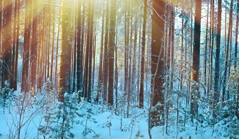 Winter landscape .Winter scene Foto stock