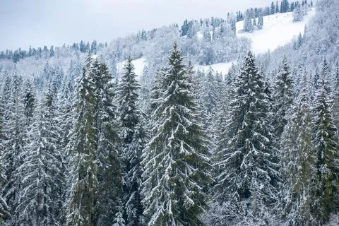 Winter landscape, wintry scene of frosty trees on snowy foggy background. Snow Stock Photos