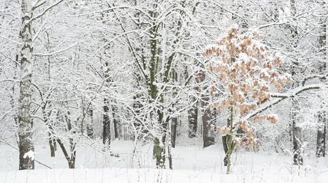 Winter landscape. Young oak grows in forest. Video stock 59953012